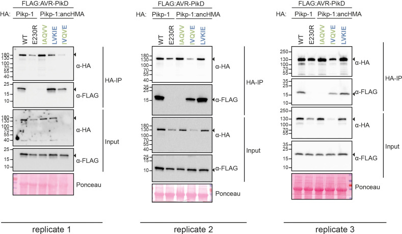 Figure 5—figure supplement 5.