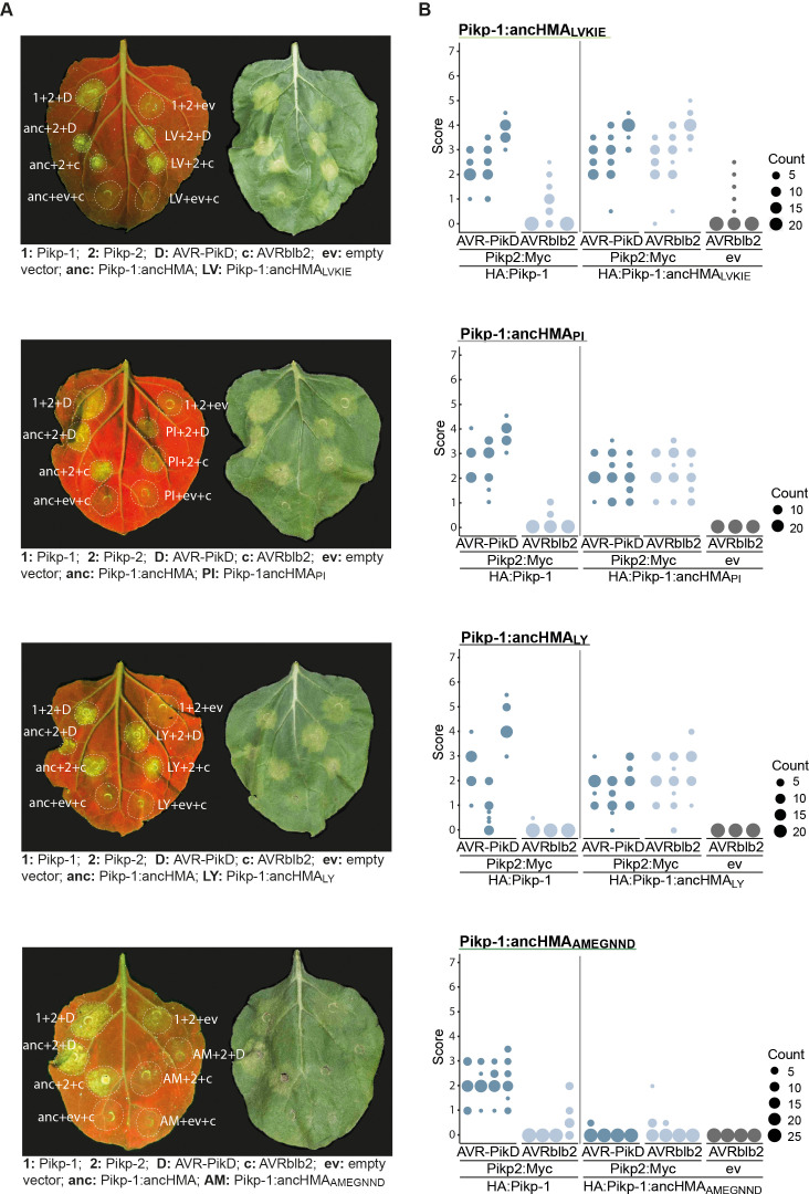 Figure 6—figure supplement 3.