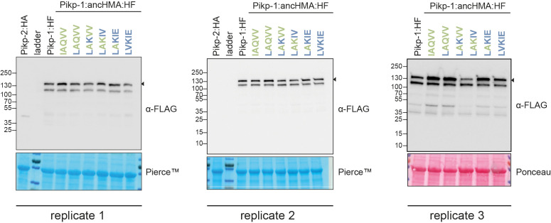 Figure 6—figure supplement 6.