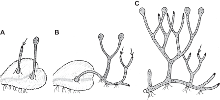 Fig. 9.