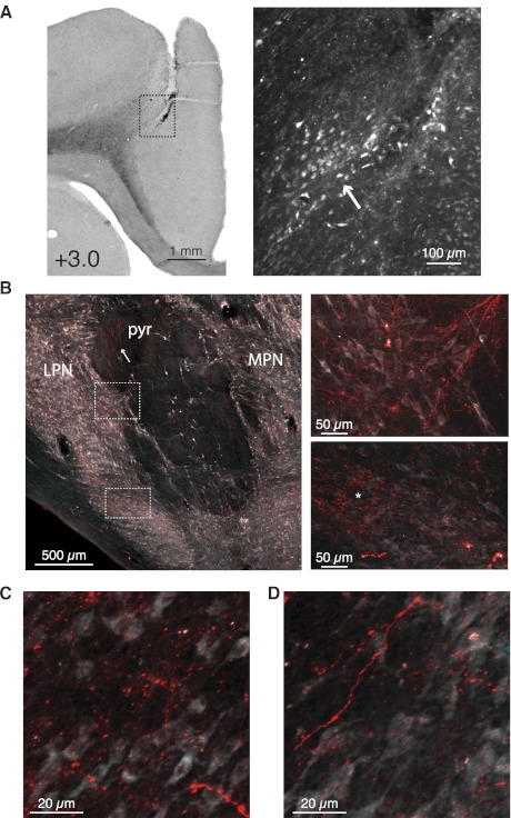 Fig. 7.