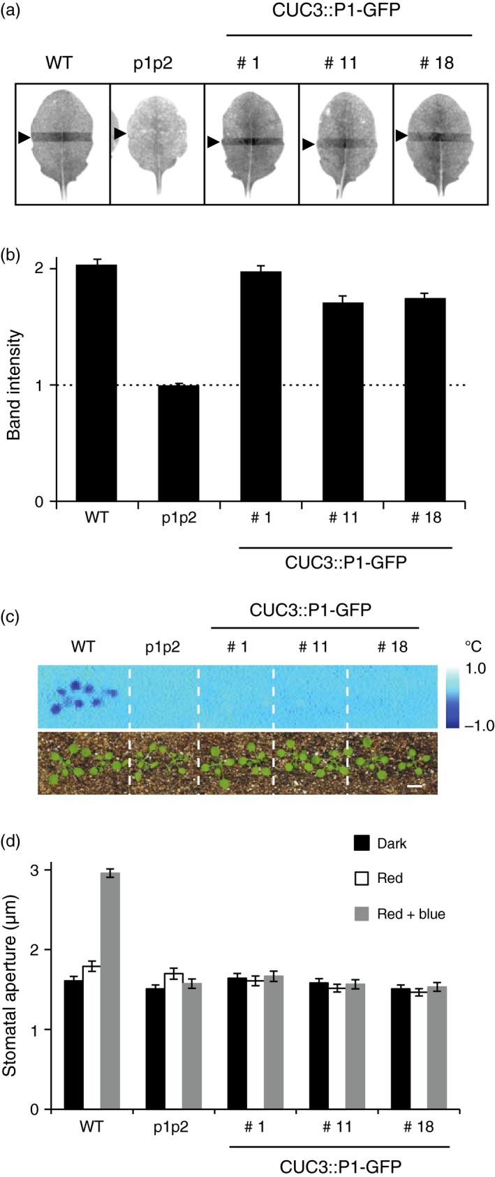 Figure 5