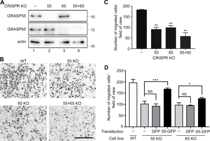 FIGURE 4: