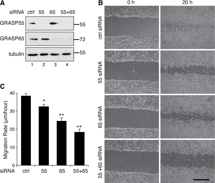 FIGURE 2: