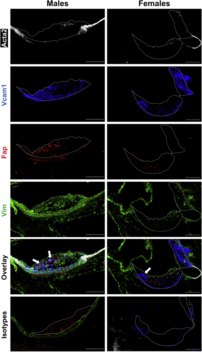 Figure 3