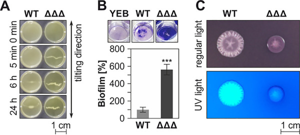 FIG 9