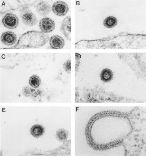 FIG. 2.