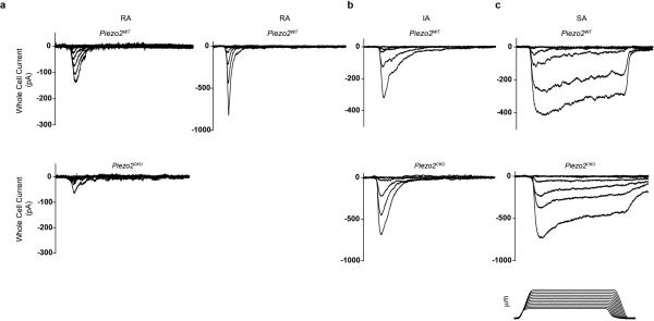 Piezo2 is the major transducer of mechanical forces for touch sensation ...