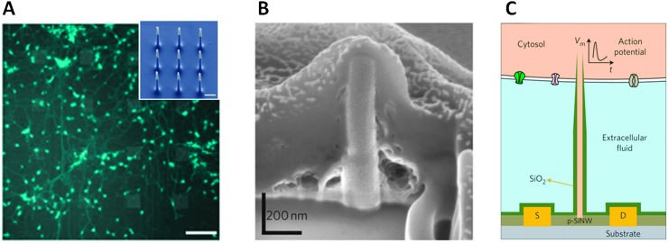 Fig. 7