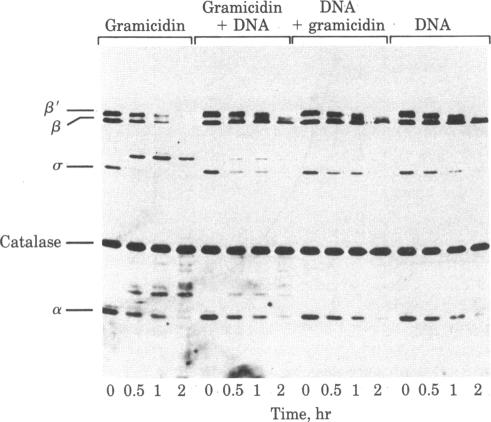 graphic file with name pnas00443-0115-a.jpg