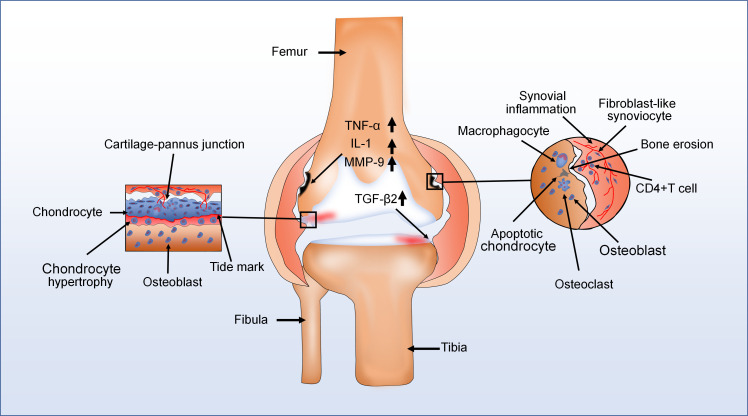 Fig. 5