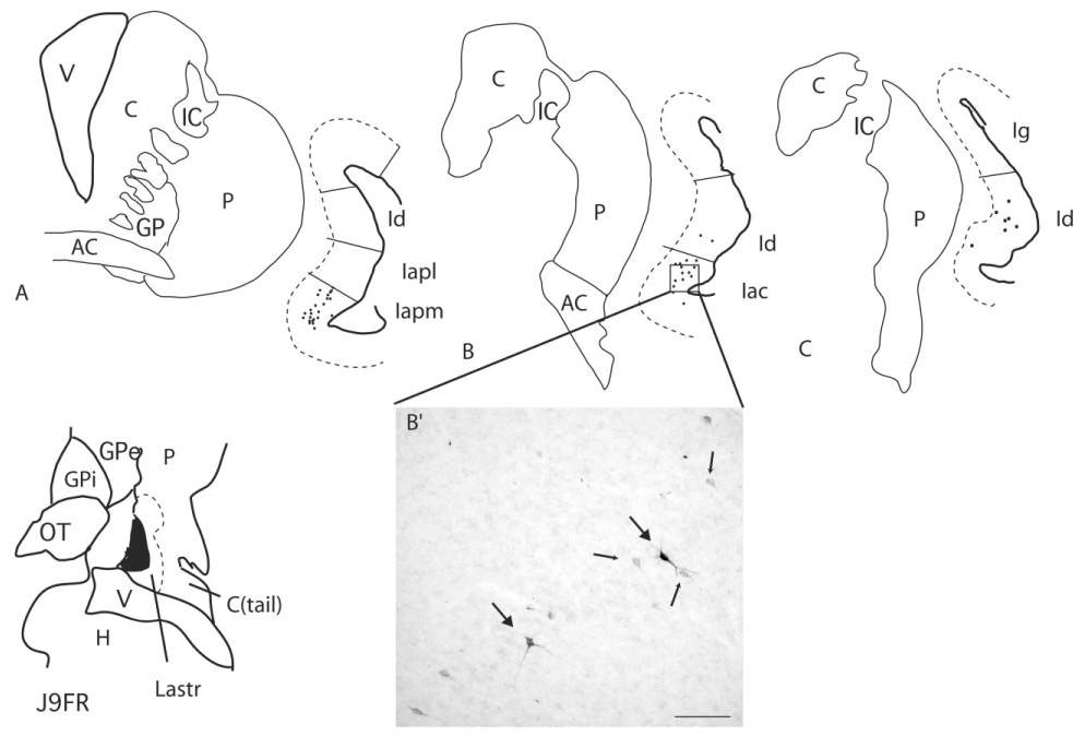 Fig. 8