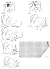 Fig. 10