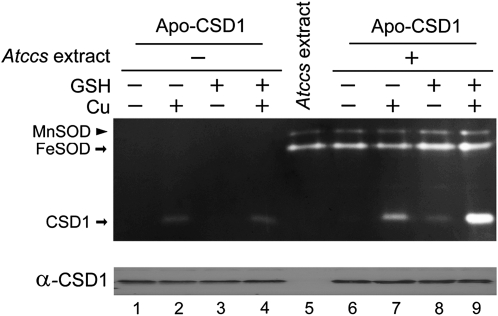 Figure 7.