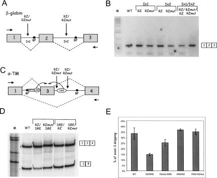 FIGURE 1.