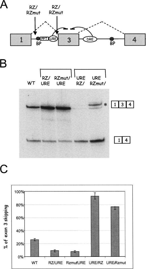 FIGURE 2.