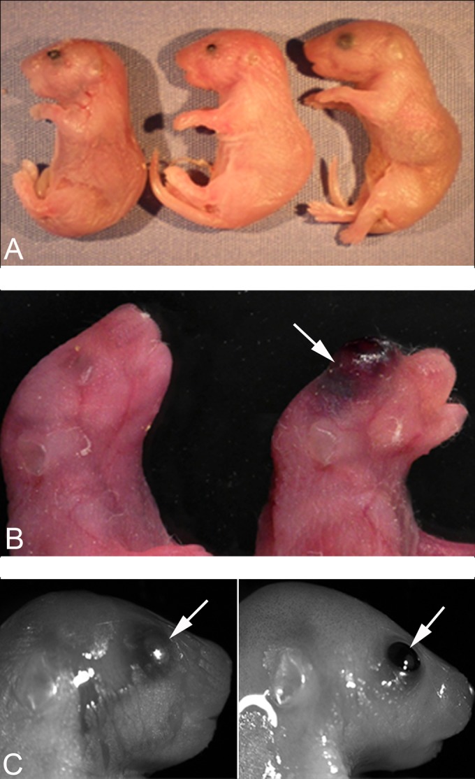 FIG 2