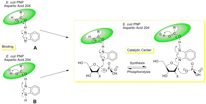 Scheme 8