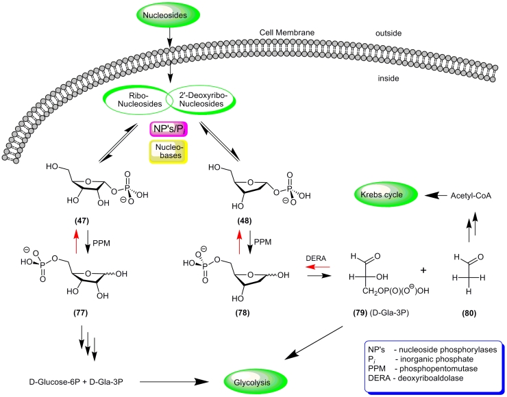 Scheme 15