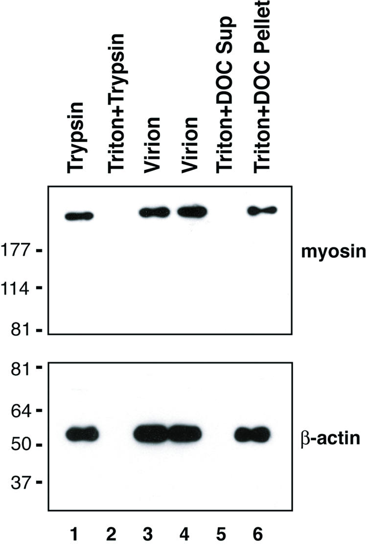 FIG. 5.