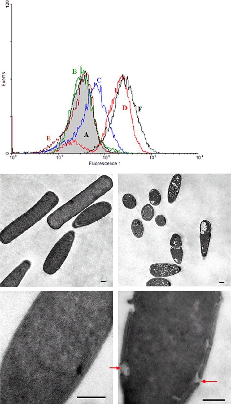 FIG 1