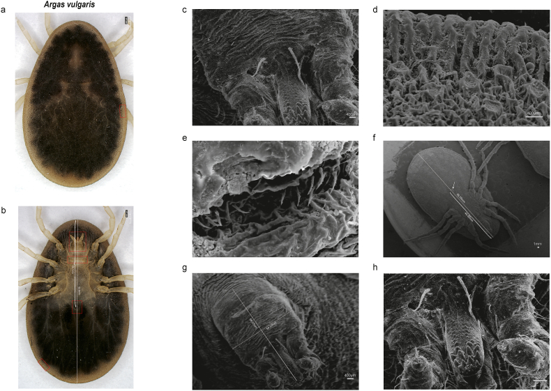 Fig. 5