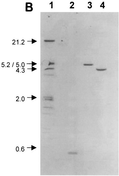 FIG. 7