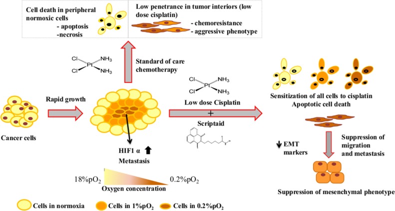 Schematic representation of the effectiveness of combination treatment in lung cancer in conditions mimicking the tumor micro-environment