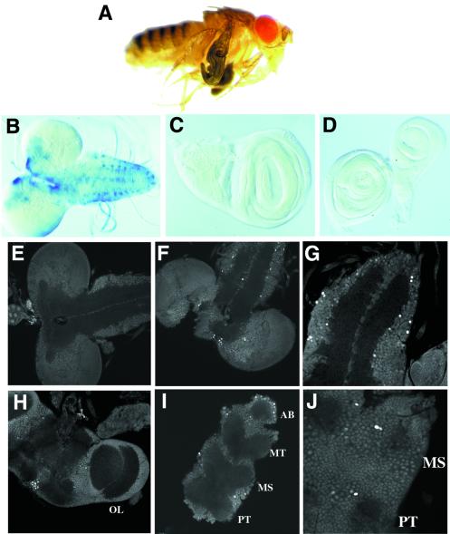 FIG. 1