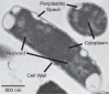 Fig 9
