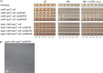 Fig 10