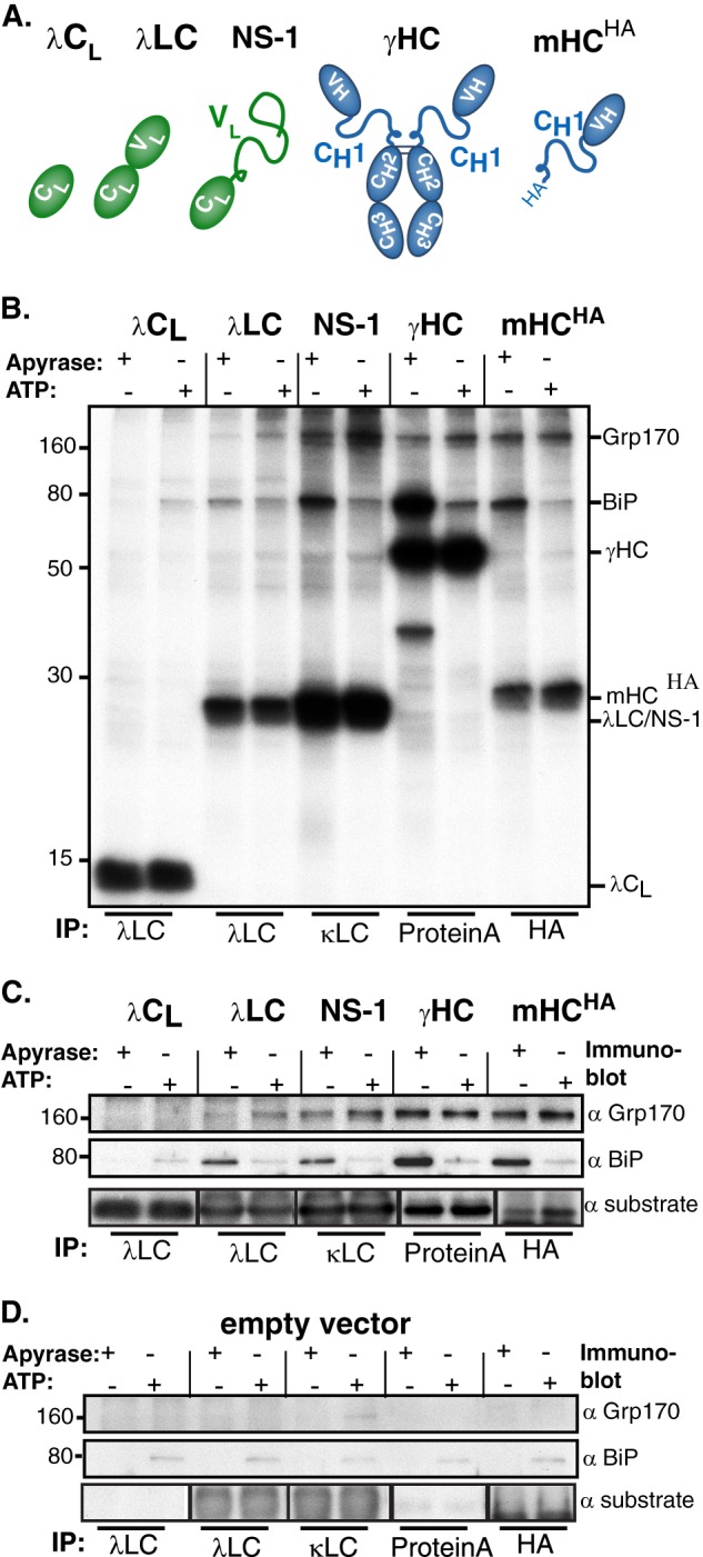 FIGURE 1.