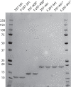 Figure 4—figure supplement 2.