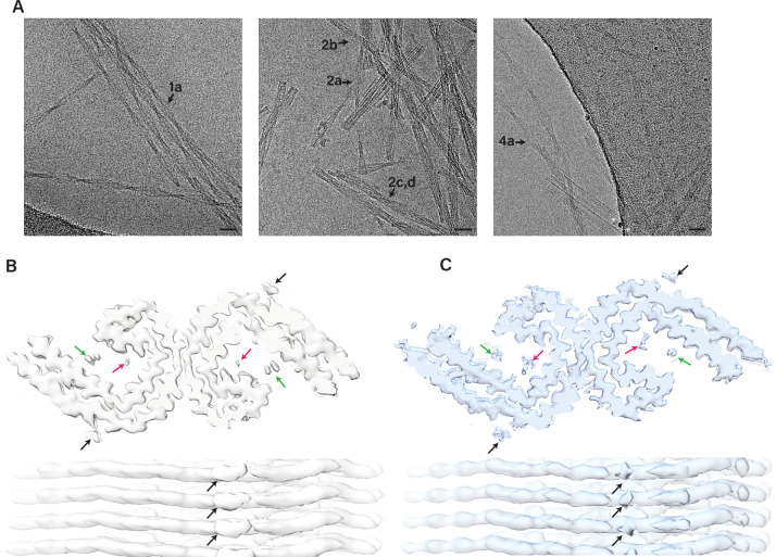 Figure 2—figure supplement 1.