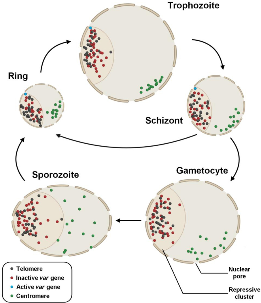 Figure 3.