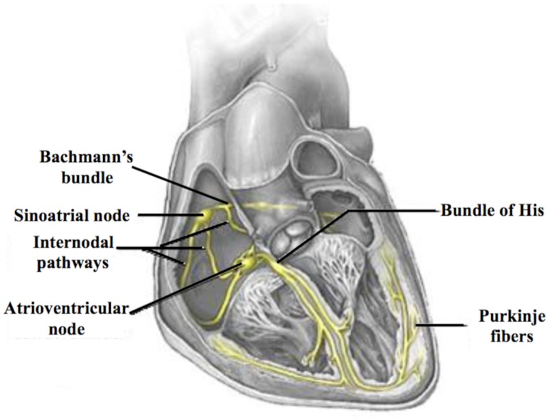 Fig. (1)