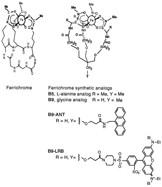 FIG. 1