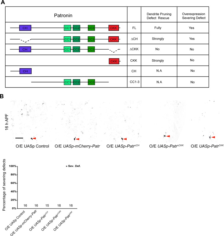 Figure 3—figure supplement 1.