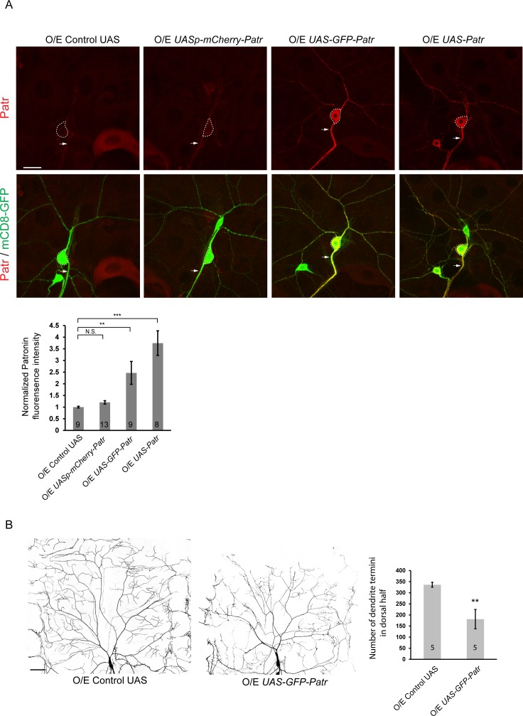 Figure 2—figure supplement 1.