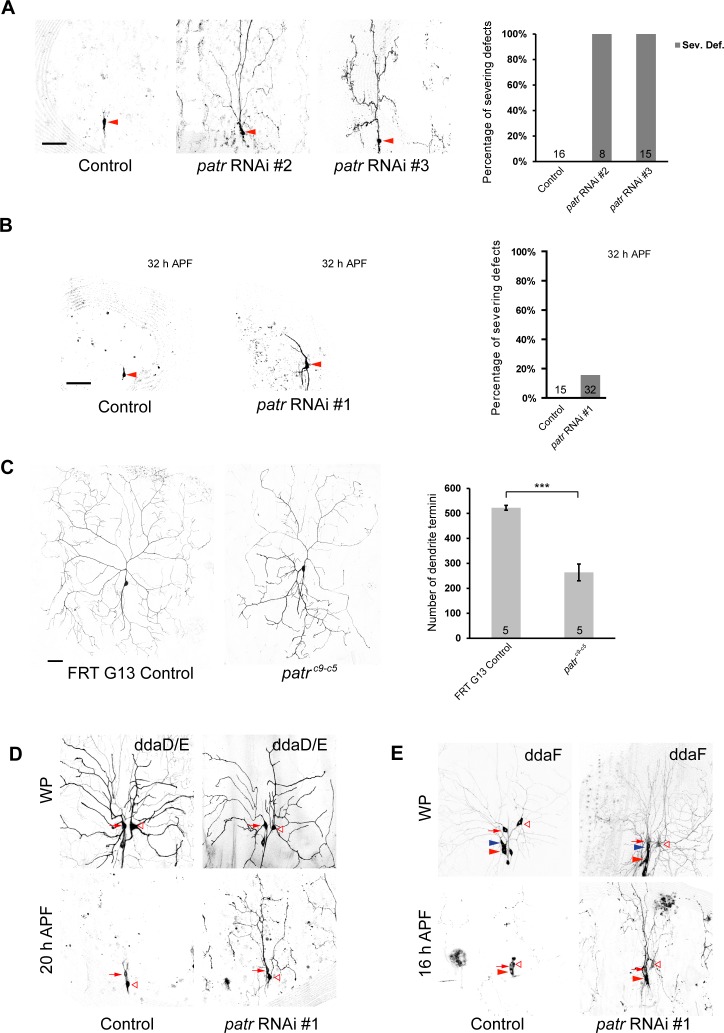 Figure 1—figure supplement 1.