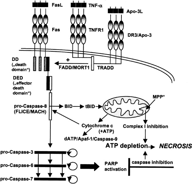 Fig. 8.