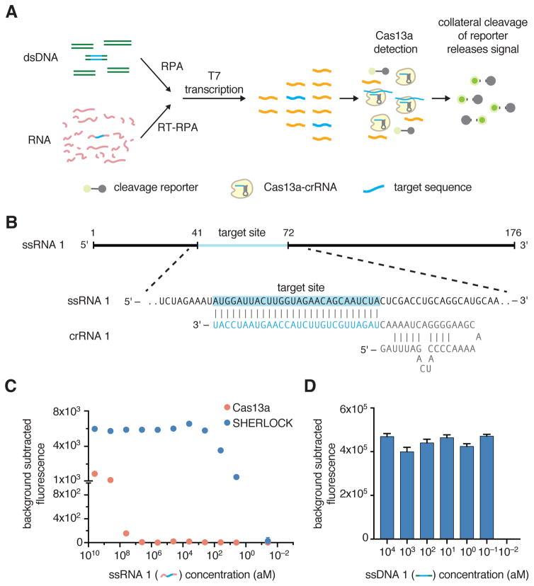 Nucleic acid detection with CRISPR-Cas13a/C2c2 - PMC