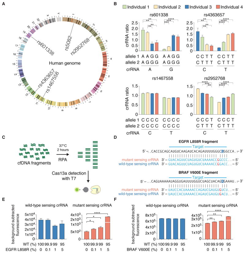 Nucleic acid detection with CRISPR-Cas13a/C2c2 - PMC