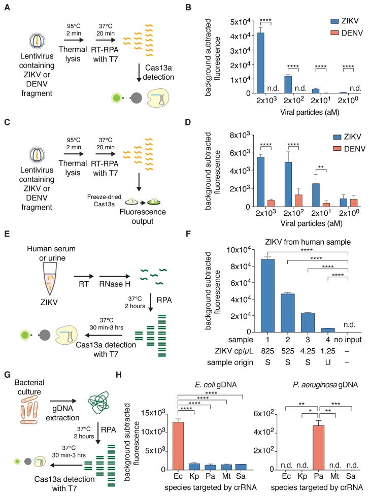 Nucleic acid detection with CRISPR-Cas13a/C2c2 - PMC