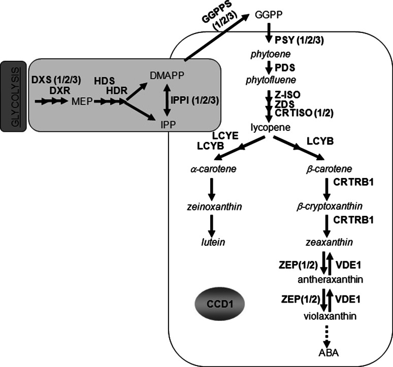 Fig. 1