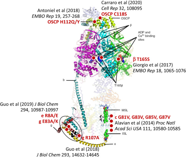 Fig. 2