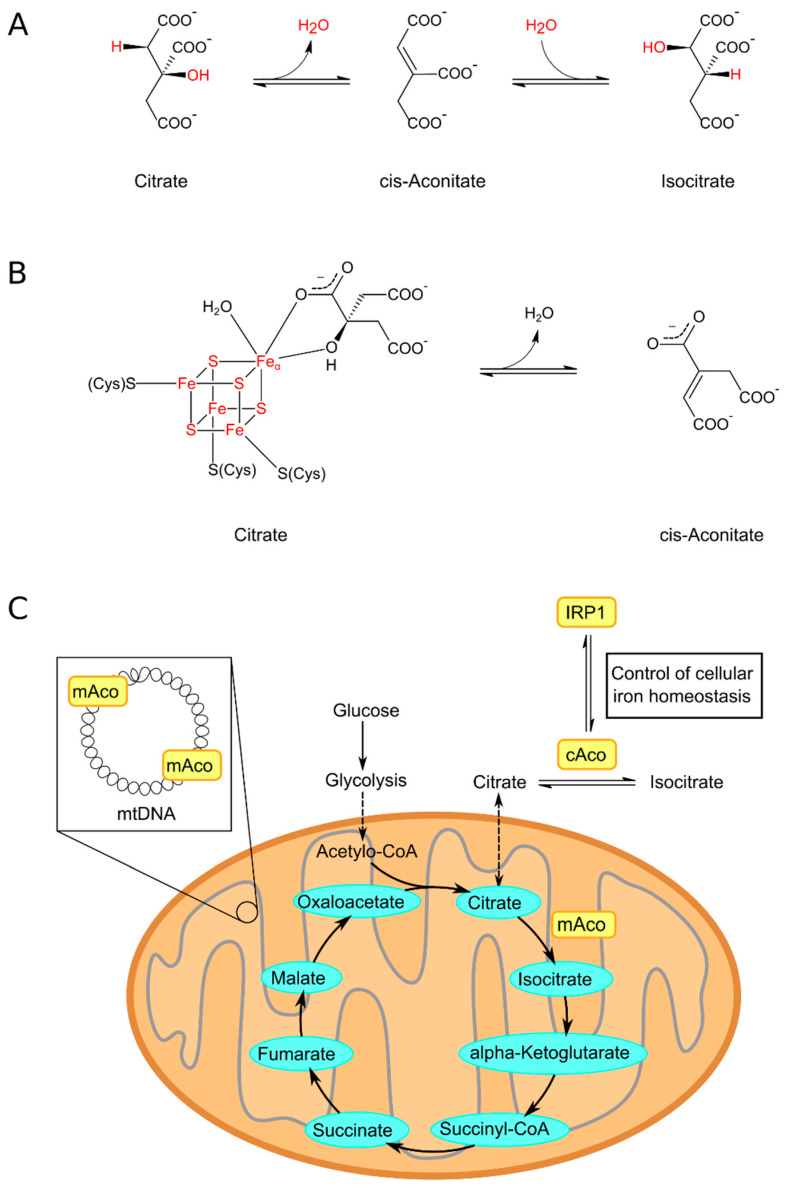 Mitochondrial Aconitase and Its Contribution to the Pathogenesis of ...