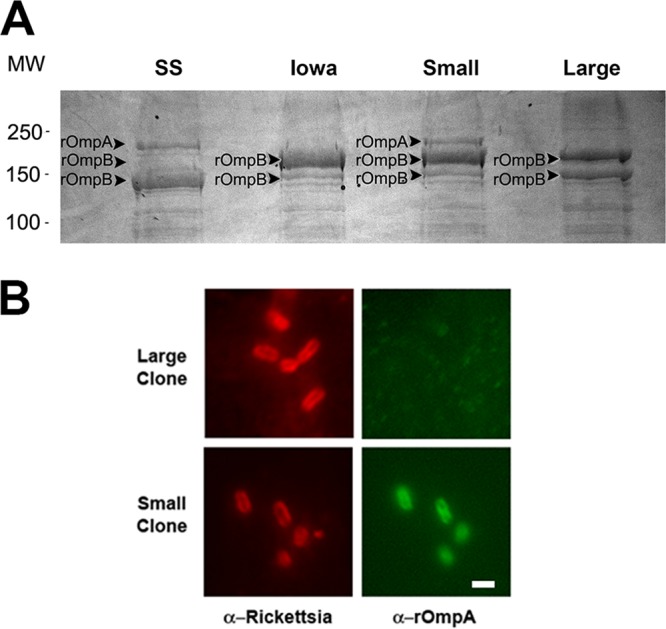 FIG 5