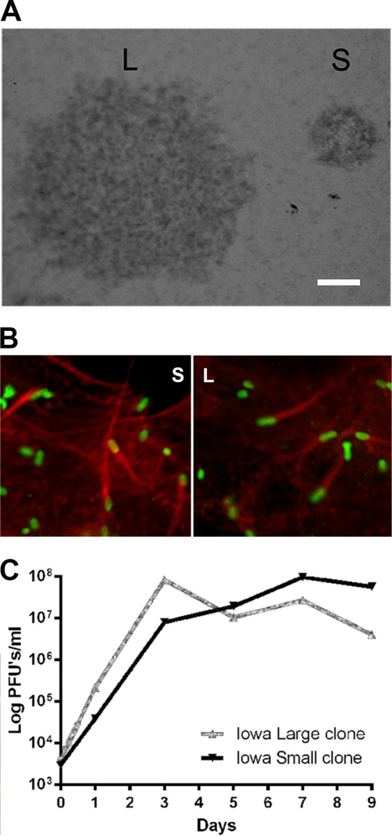 FIG 4