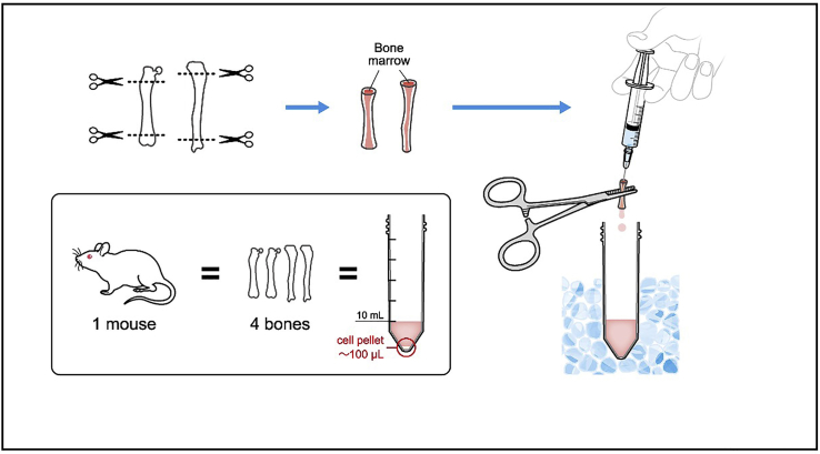 Figure 4